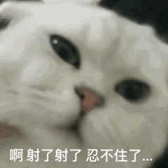 猫咪2