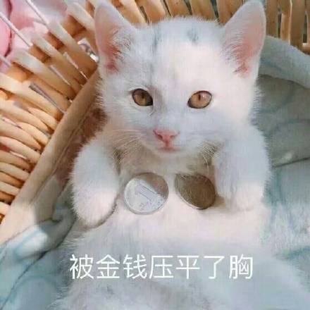 猫咪3