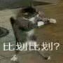 猫咪4
